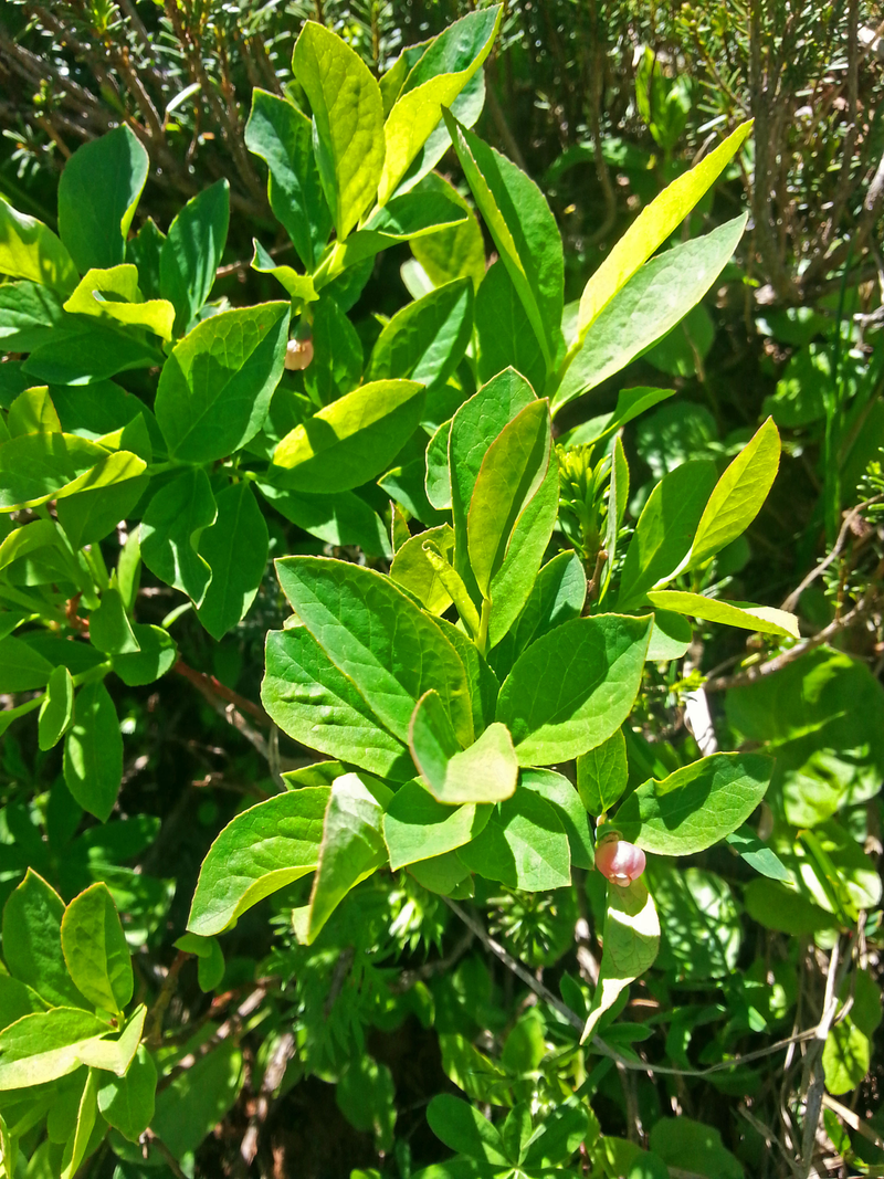 One of the six huckleberry strains found in Mt. Rainier National Park.